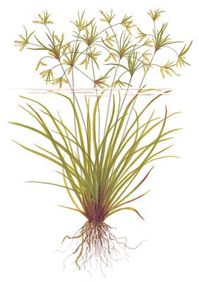Herbe de Chypre de Helfer - Cyperus helferi