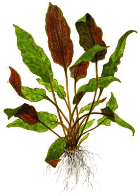 Cryptocoryne wendtii 'Mi Oya'