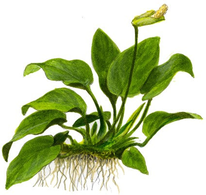 Anubias barteri var. nana auf Lavastein