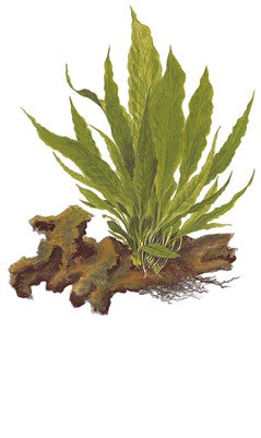 Microsorum pteropus sur pierre de lave