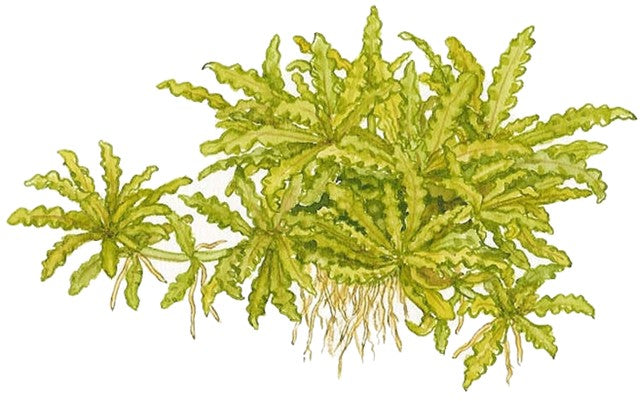 Pogostemon helferi sur pierre de lave