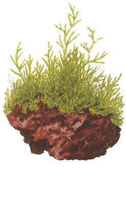 Taxiphyllum barbieri 'Bogor Moss' auf Lavastein