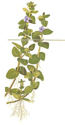 Bacopa caroliniana in a pot
