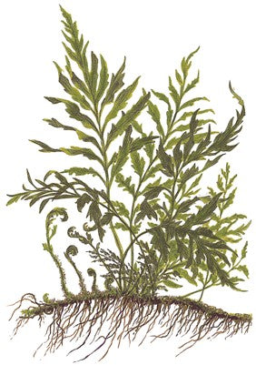 Bolbitis heudelotii en pot