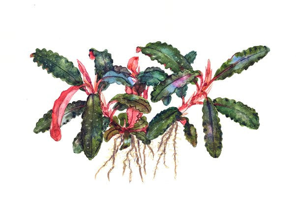 Bucephalandra 'Kedagang' (Topf)