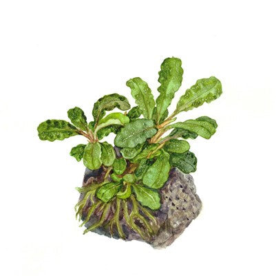 Bucephalandra pygmaea 'Bukit Kelam' en pot