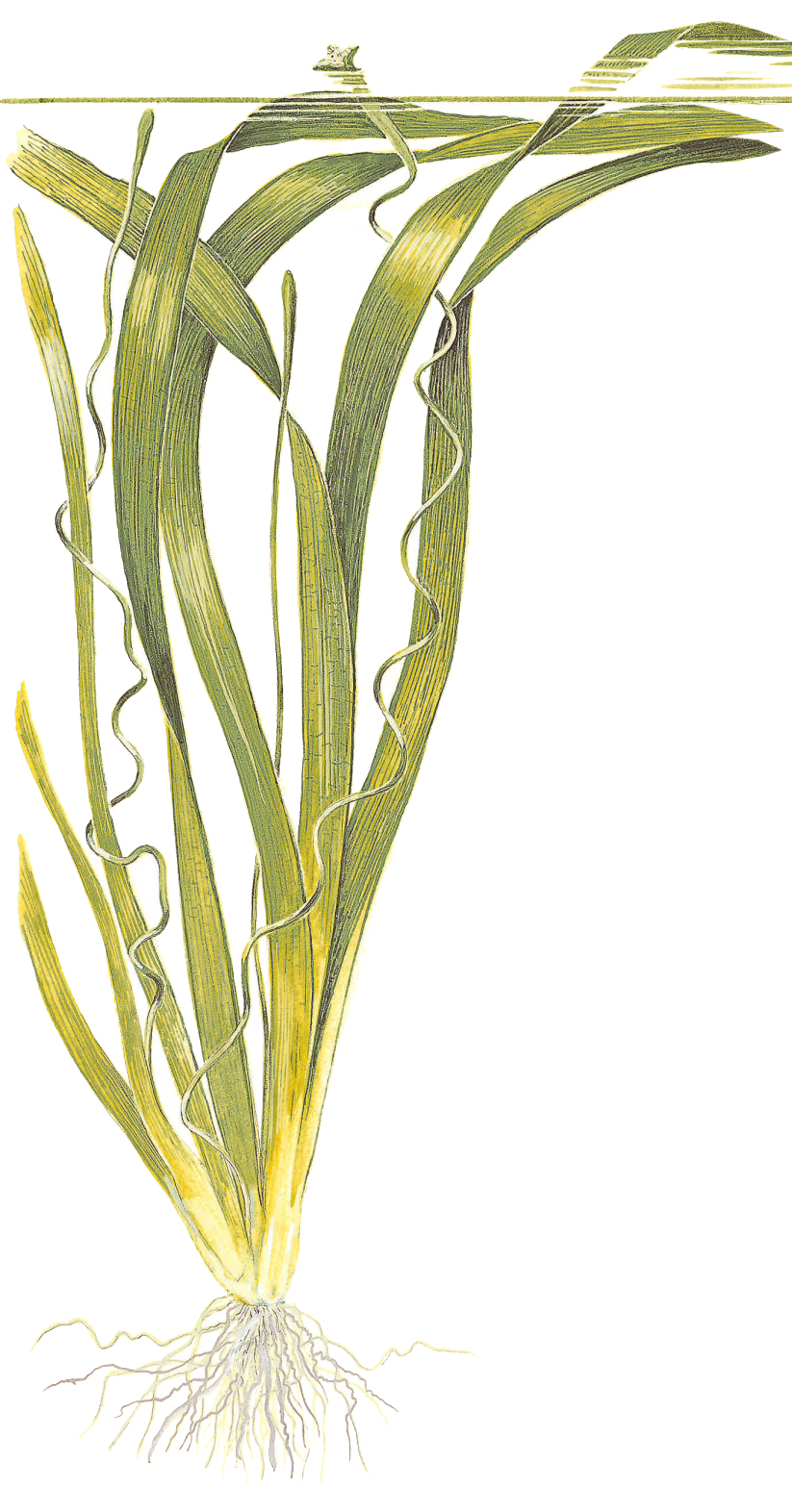 Vallisneria americana 'Gigantea' (Topf)