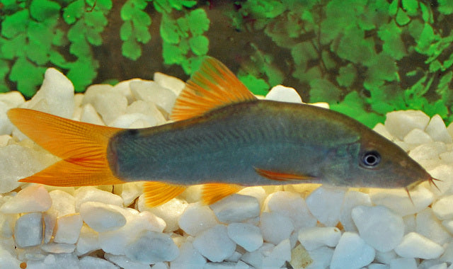 Blaue Prachtschmerle – Yasuhikotakia modesta | Seltener Wildfang mit leuchtend blauer Körperfarbe & roter Flossenzeichnung
