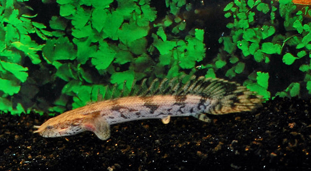 Endlichers Flösselhecht (Polypterus endlicherii)