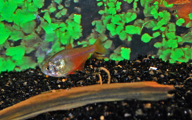 Roter von Rio – Hyphessobrycon flammeus | Friedlicher Zierfisch 1,5-2cm