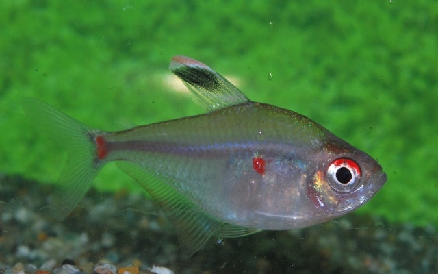 Brasilianischer Kirschflecksalmler – Hyphessobrycon socolofi Wildfang 4-4,5cm