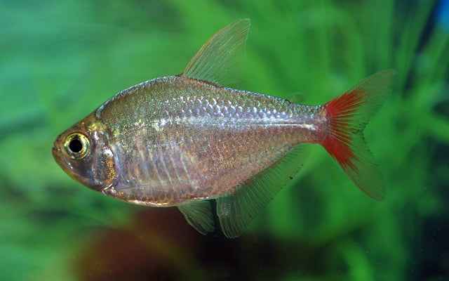 Kolumbien-Salmler – Hyphessobrycon columbianus | Farbenprächtiger Fisch 3-4cm
