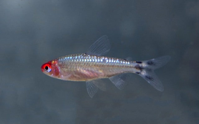 Rotkopfsalmler Diamond – Hemigrammus bleheri M 2–2,5 cm | Leuchtender Schwarmfisch