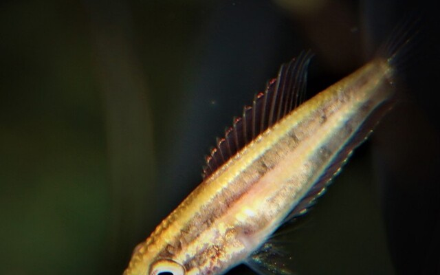 Prachtgurami anjunganensis – Parosphromenus anjunganensis | Seltener Wildfang mit intensiver Blauzeichnung und elegantem Verhalten