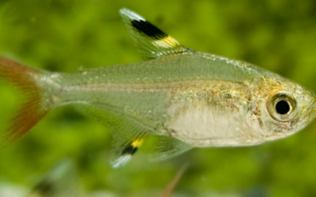 Sternflecksalmler – Pristella maxillaris M 2,5–3 cm | Friedlicher Schwarmfisch