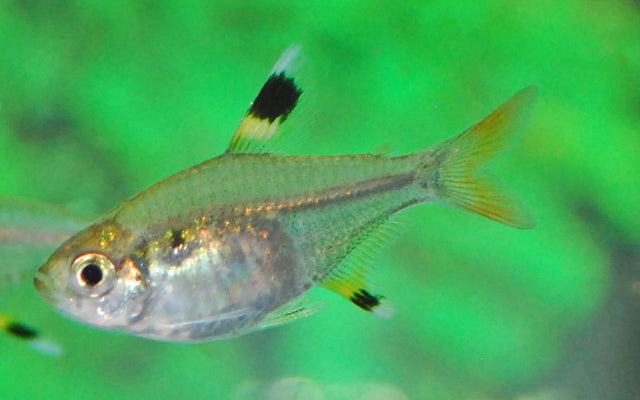 Sternflecksalmler – Pristella maxillaris M 2,5–3 cm | Friedlicher Schwarmfisch