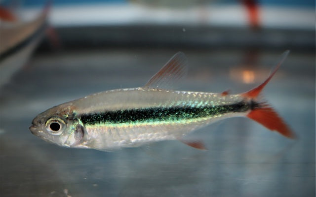 Rotflossen-Schrägschwimmer – Thayeria sp. Rio Teles Pires M 2–2,5 cm | Seltener Schwarmfisch