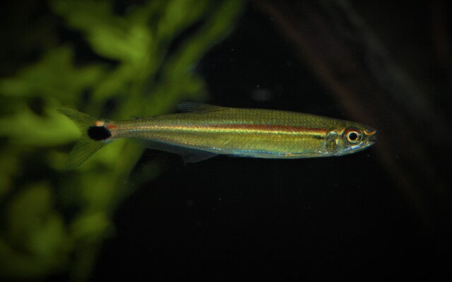Iguanodectes adujai Wildfang – Südamerikanischer Stromsalmler L 5–6 cm | Rarität aus dem Amazonas