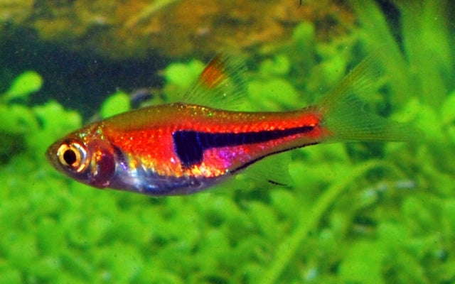 Keilfleckbärbling Rot – Trigonostigma espei S/M 1–1,5 cm | Friedlicher Schwarmfisch für Gesellschaftsaquarien