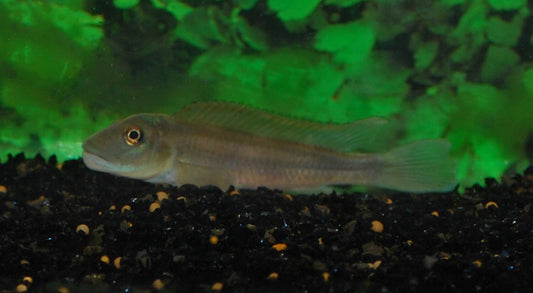 Buckelkopfbuntbarsch tinanti – Steatocranus tinanti | Wildfang | Friedlicher Felsenbuntbarsch aus dem Kongo