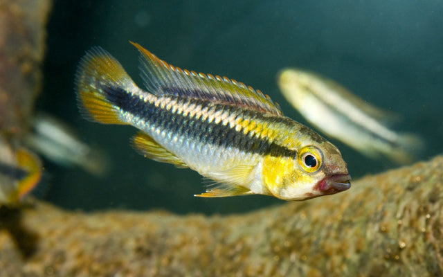 Apistogramma sp. "Wilhelmi"/"Abacaxis"