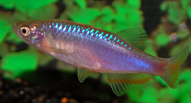Roseusbärbling – Danio roseus L 3–3,5 cm | Friedlicher Schwarmfisch mit zartrosa Schimmer