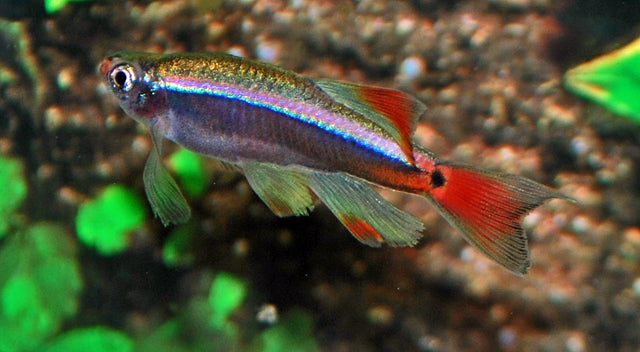 Kardinalfisch Schleier – Tanichthys albonubes Longfin M/L 3–3,5 cm | Elegante Langflossen-Variante