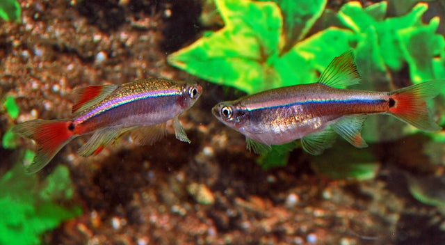 Kardinalfisch Schleier – Tanichthys albonubes Longfin M/L 3–3,5 cm | Elegante Langflossen-Variante