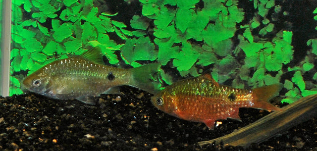 Prachtbarbe – Pethia conchonius M 4–5 cm | Farbenfroher, robuster Schwarmfisch