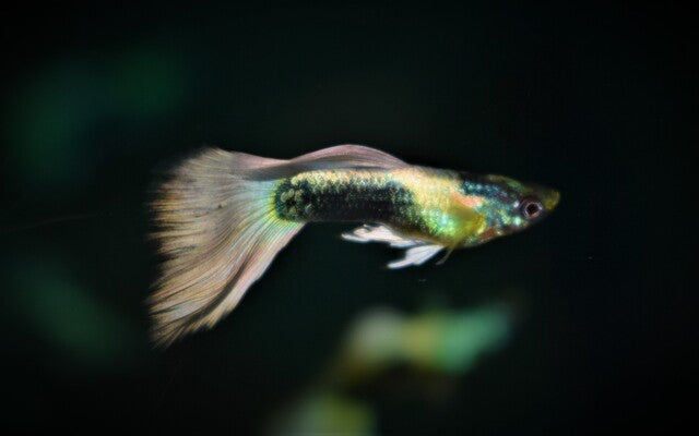 Guppy Tuxedo Platinum Männchen – Poecilia reticulata Tuxedo Platinum S/M 2–2,5 cm | Stilvolle Zuchtform mit edlem Glanz