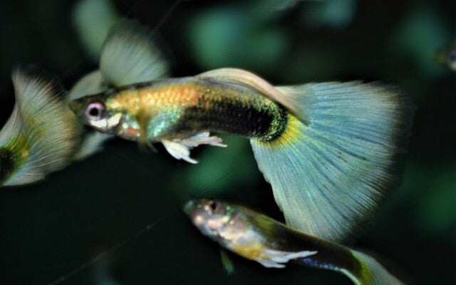 Guppy Tuxedo Platinum Männchen – Poecilia reticulata Tuxedo Platinum S/M 2–2,5 cm | Stilvolle Zuchtform mit edlem Glanz