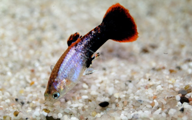 Guppy Tuxedo Rosa Männchen – Poecilia reticulata Tuxedo Pink M 2,5–3 cm | Edle Zuchtform mit roséfarbenem Glanz