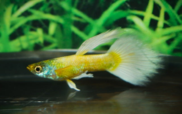 Guppy Luminous Gold – Poecilia reticulata S/M 2–2,5 cm | Strahlende Zuchtform mit goldenem Glanz