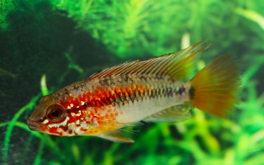 Schwarzkehl Zwergbuntbarsch Rot – Apistogramma macmasteri ‘Red Mask’ | Farbenprächtiger, friedlicher Südamerika-Zwergbuntbarsch