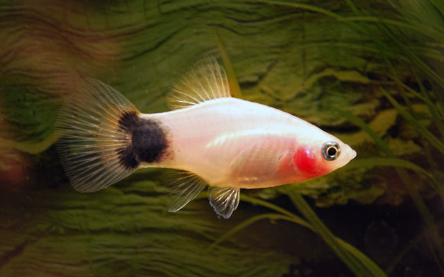 Platy Weiß Mickey Mouse – Xiphophorus maculatus M 2–2,5 cm | Edle Zuchtform mit heller Färbung und typischer Schwanzzeichnung
