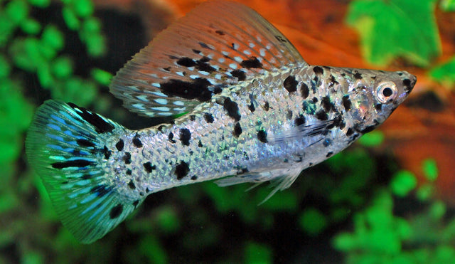 Segelkärpfling Dalmatiner – Poecilia latipinna | Gepunktete Hochflossen-Zuchtform mit elegantem Segel