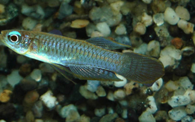 Normans Leuchtaugenfisch – Poropanchax normani | Wildfang mit leuchtend blauen Augen