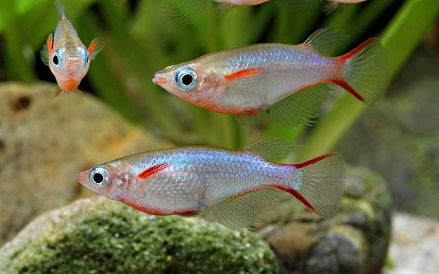 Neon Reisfisch – Oryzias woworae | Leuchtend blauer Reisfisch aus Sulawesi mit intensiver Färbung