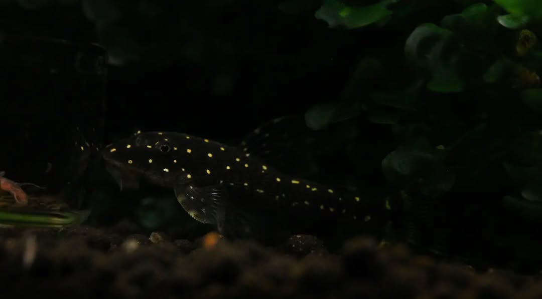 Pléco nain de Harold (Parotocinclus haroldoi) | Poisson-chat miniature rare et mangeur d'algues naturel