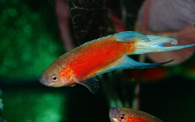 Blauer Makropode – Macropodus opercularis Blue Fin Red | Farbintensive Zuchtform mit leuchtend roten Flossen