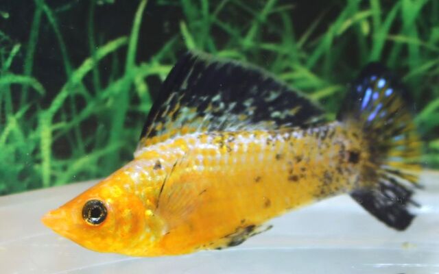 Segelkärpfling Leopard – Poecilia latipinna | Gepunktete Hochflossen-Zuchtform mit Kontrastmuster