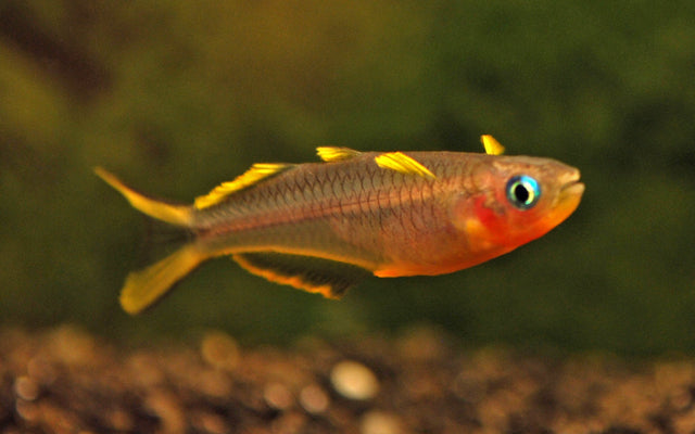 Poisson-œil bleu à queue fourchue – Pseudomugil furcatus | Poisson grégaire délicat aux nageoires jaunes et aux yeux bleu vif