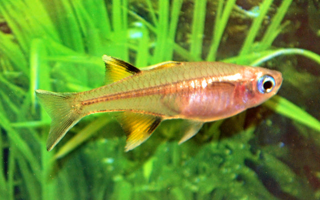 Schmetterlings-Blauauge – Pseudomugil signifer | Zarter Schwarmfisch mit blauen Augen & elegant gefächerten Flossen