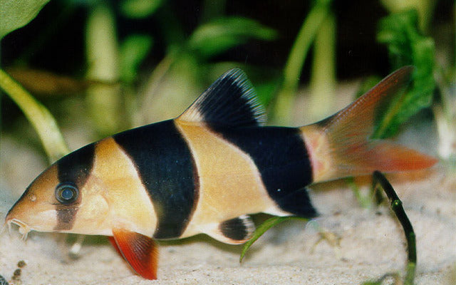 Prachtschmerle – Chromobotia macracanthus | Beliebter Wildfang mit leuchtenden Farben & geselligem Verhalten