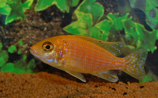 Kaiserbuntbarsch Gold – Aulonocara sp. ‘Gold’ | Farbenprächtiger, friedlicher Malawi-Cichlide