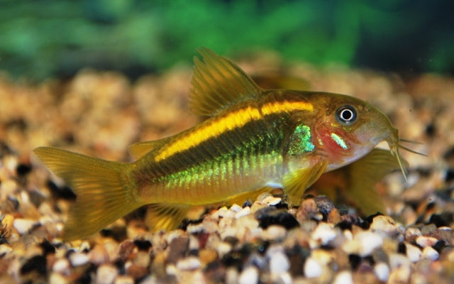 Panzerwels Orange Laser – Corydoras sp. CW010 | Seltener Wildfang mit leuchtendem Rückenstreifen & friedlichem Wesen