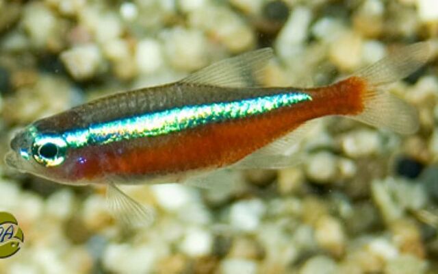 Roter Neon Paracheirodon axelrodi – farbenprächtiger Schwarmfisch 2,5–3 cm