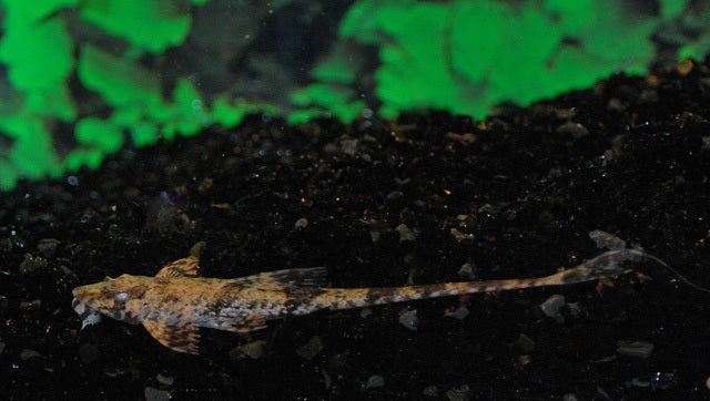 Loricaria filamentosa – Dasyloricaria filamentosa | Poisson-chat à queue fouet, rare et élégant, pêché à l'état sauvage