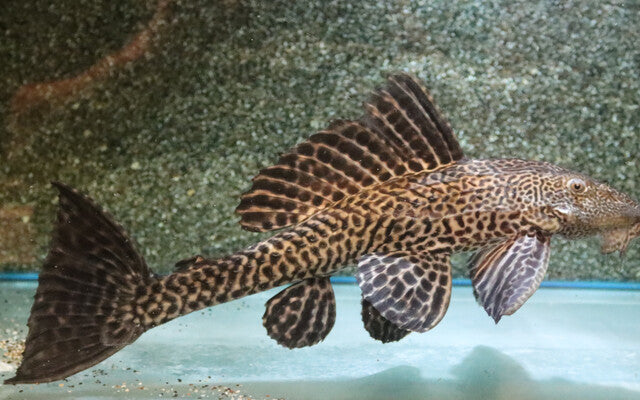 Plecostomus Saugmaulwels – Pterygoplichthys pardalis | Robuster Algenfresser & friedlicher Großwels