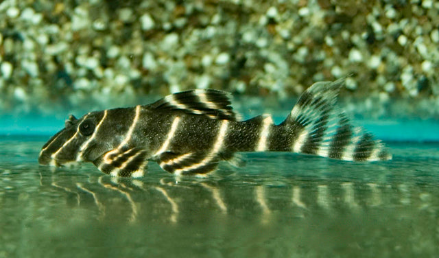 L204 Flash Pleco – Panaqolus albivermis | Seltener Wildfang & friedlicher Holzfresser